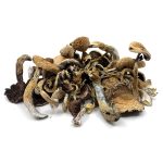 Buy golden teacher magic mushrooms