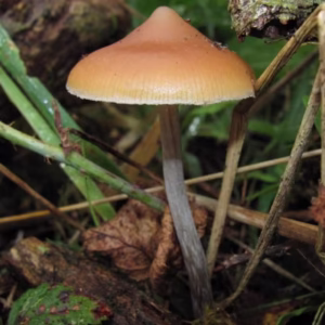 Flying Saucers Mushroom
