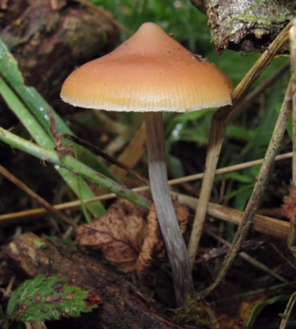 Flying Saucers Mushroom