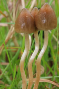 strongest magic mushrooms
