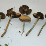Wollongong Australian Magic Mushroom
