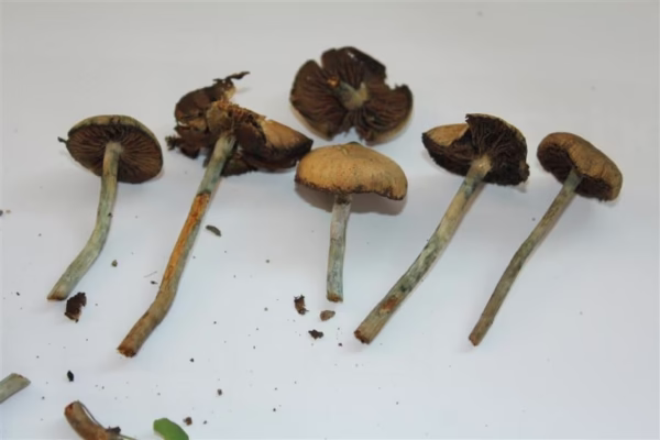 Wollongong Australian Magic Mushroom