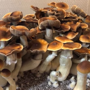 Blue Magnolia Rust Mushrooms