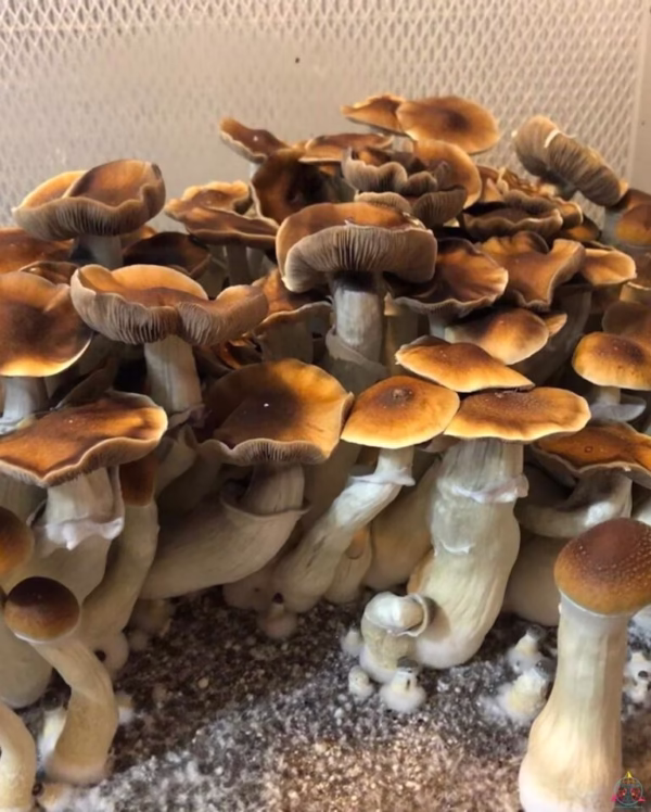 Blue Magnolia Rust Mushrooms
