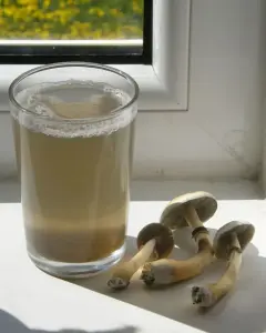 Mushroom Tea for Sale