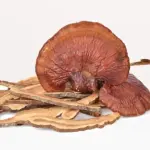 dried reishi magic mushroom