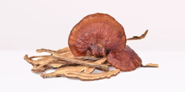 dried reishi magic mushroom