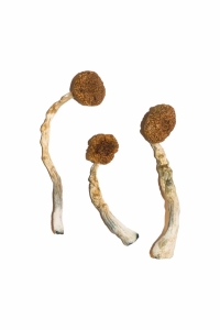 Treasure Coast Magic Mushroom