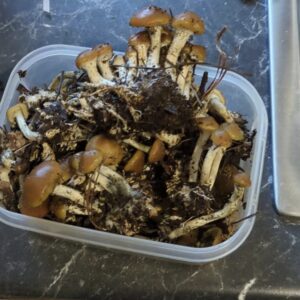 Psilocybe Subaeruginosa Mushroom
