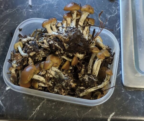 Psilocybe Subaeruginosa Mushroom