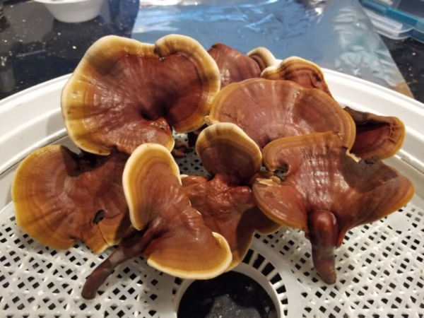Dried Reishi Magic Mushroom