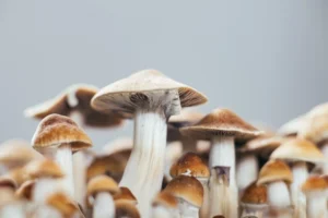 psychedelic mushrooms