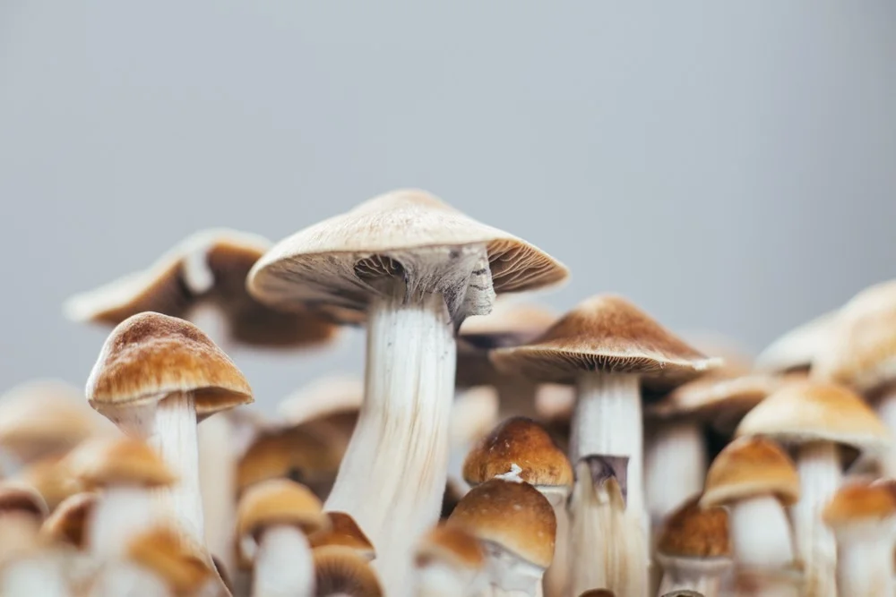 psychedelic mushrooms
