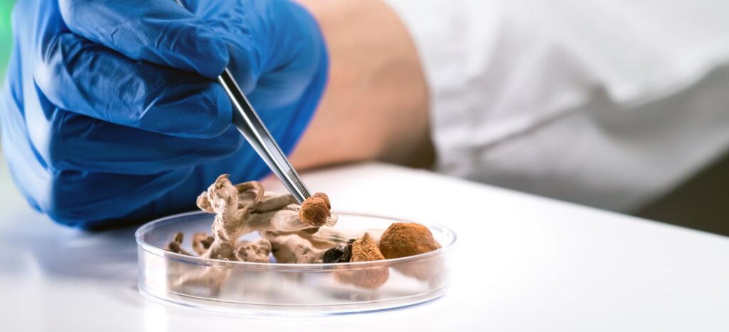 psilocybin mushrooms